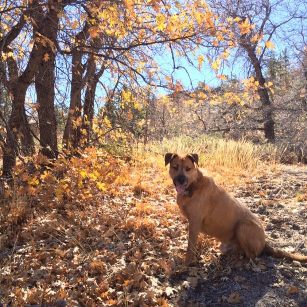 Meet your Posher, Cody